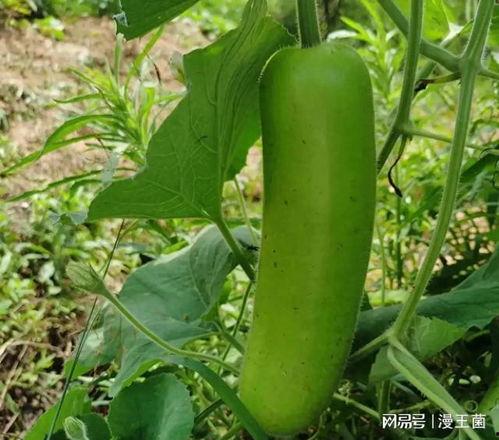 晚上只吃瓜好吗,只吃瓜，健康又美味