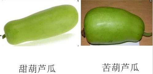 淄博吃瓜大爷,揭秘民间美食背后的故事