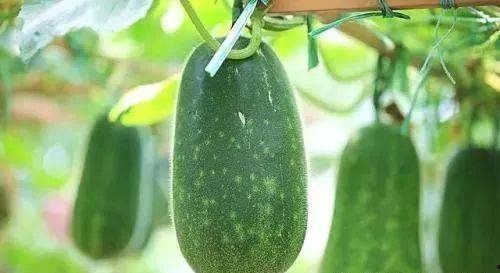 中医夏吃瓜指的是哪些瓜,中医推崇的“夏吃瓜”瓜类大盘点