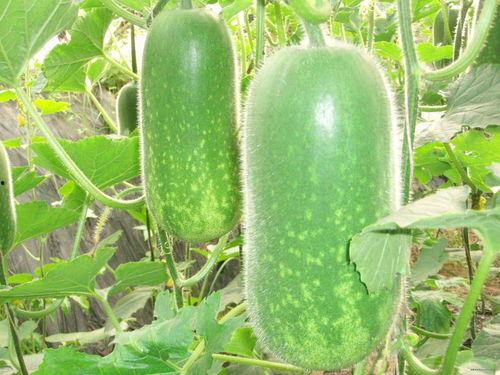 吃瓜解说声音大全,揭秘吃瓜解说声音大全的趣味世界