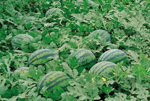 西林的瓜在哪吃,探寻最佳品尝地