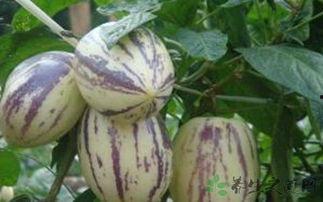 经期可以吃茄瓜,茄瓜助力健康调理