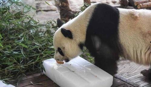 大熊猫重女轻男吃冰瓜,夏日解暑新宠竟是冰瓜？