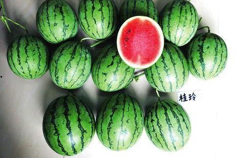 广西吃瓜网友,夏日吃瓜，瓜界新风尚