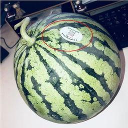 网红吃瓜减肥吗,揭秘明星们的健康瘦身秘诀