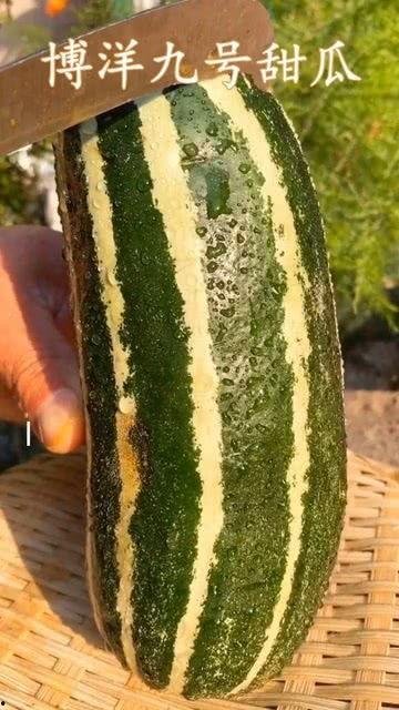 吃瓜去哪里吃瓜,揭秘各大热门“瓜园”