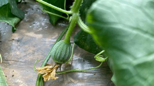 奈儿吃瓜,揭秘娱乐圈背后的那些事儿