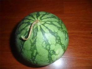 吃瓜必看8斤瓜大小