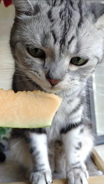 吃瓜猫咪搞笑,萌态百出笑翻天