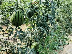 北哥吃瓜,揭秘娱乐圈那些不为人知的幕后故事