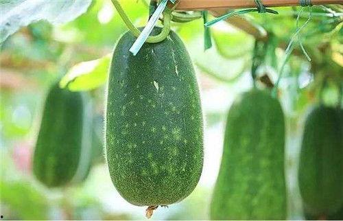 瓜怎样吃最快,揭秘快速吃瓜技巧