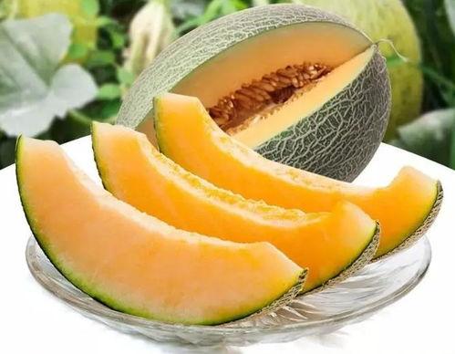 瓜州特色免费吃瓜,瓜州盛夏·免费瓜宴·畅享瓜乡风情