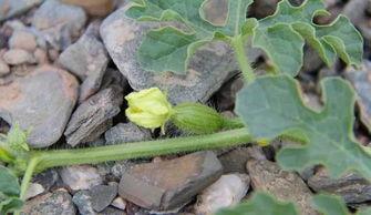 吃一个石头瓜,探寻神秘果实的奥秘之旅