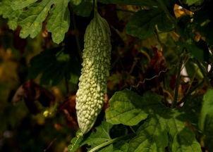 立秋吃三瓜指哪三瓜,品味三瓜养生之道