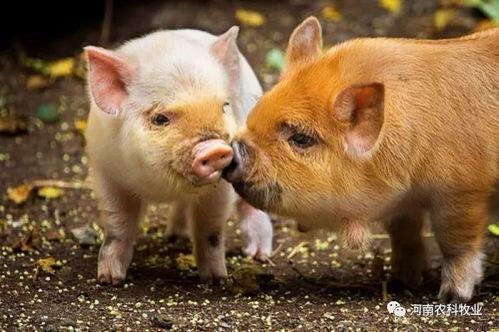 猪人抢瓜吃,一场抢瓜盛宴的欢乐时光