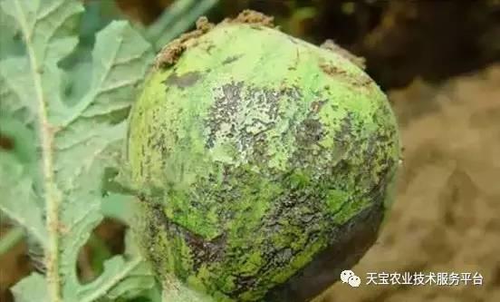 疫情期间吃烂瓜吗,食品安全指南
