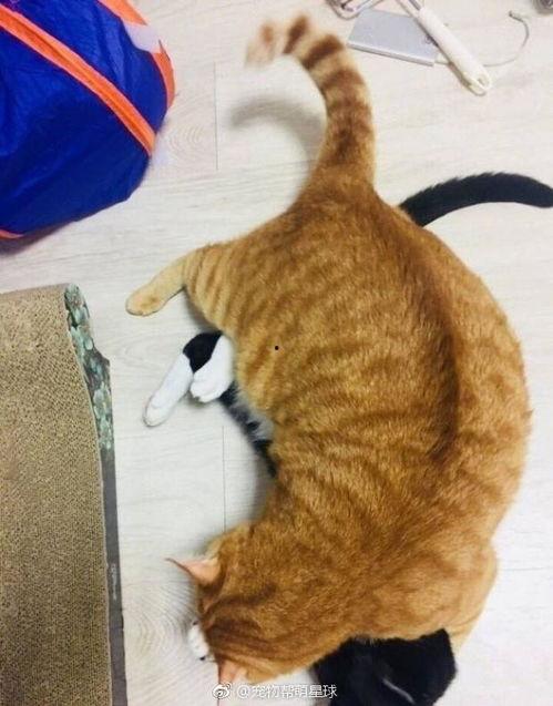 黑猫吃瓜网址